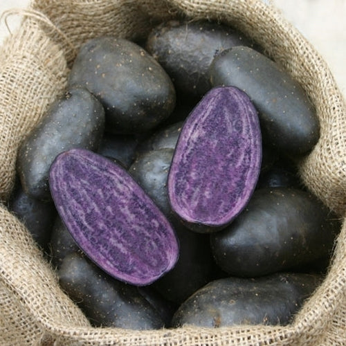 Aardappels 'Violetta' / 'Blaue Elise'