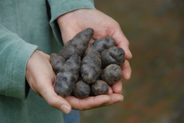 Aardappels 'Vitelotte Noir' / 'Negresse' of 'Trufe de Chine'