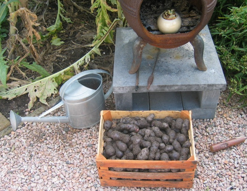 Aardappels 'Vitelotte Noir' / 'Negresse' of 'Trufe de Chine'