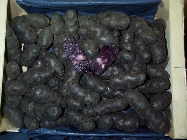 Aardappels 'Vitelotte Noir' / 'Negresse' of 'Trufe de Chine'