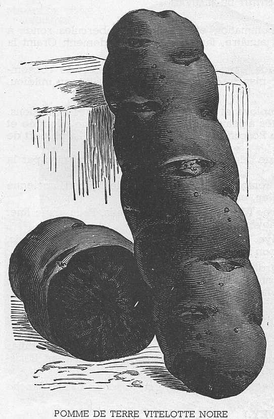 Aardappels 'Vitelotte Noir' / 'Negresse' of 'Trufe de Chine'