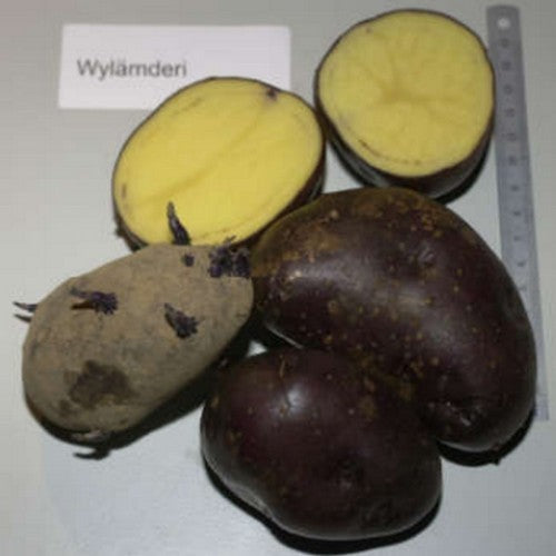 Aardappels 'Wyländeri'