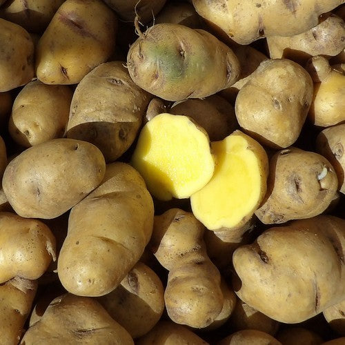 Aardappels 'Bonita Ojo de Perdiz'