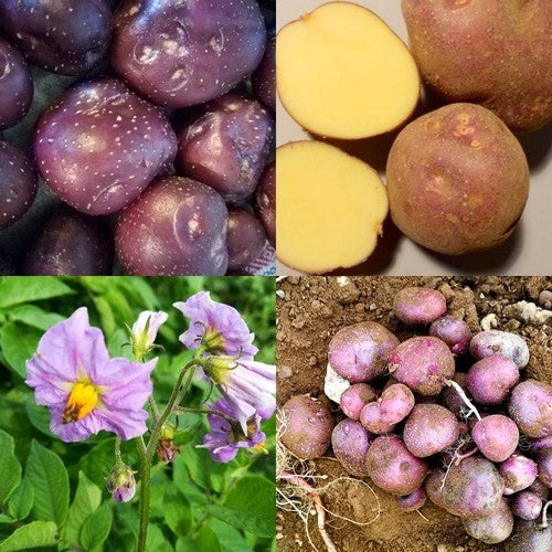 Aardappels 'Freeka'