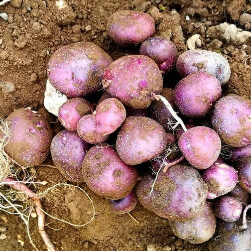 Aardappels 'Freeka'