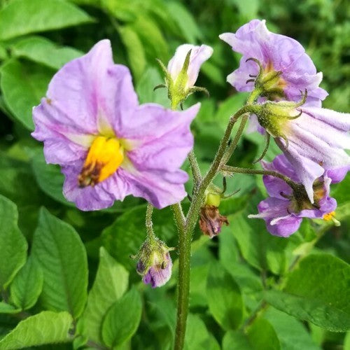 Aardappels 'Freeka'