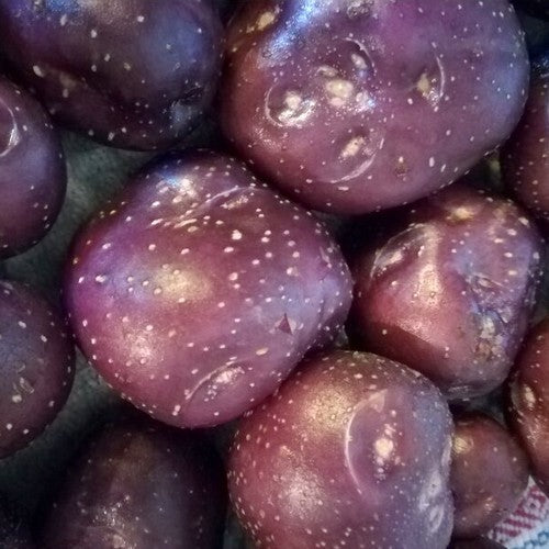 Aardappels 'Freeka'
