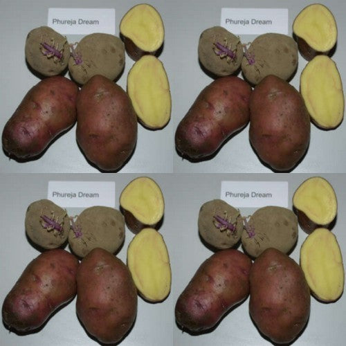 Aardappels 'Phureja Dreams'