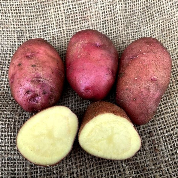 Aardappels 'Phureja Dreams'