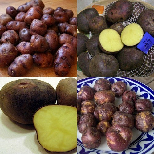 Aardappels 'Papa Negra'