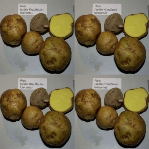 Aardappels 'Resi'