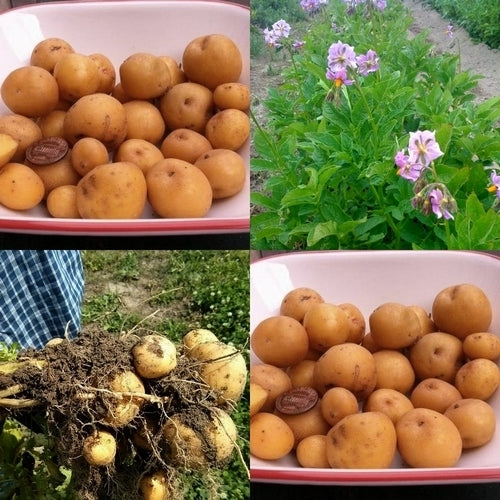 Aardappels 'Skagit Valley Gold'