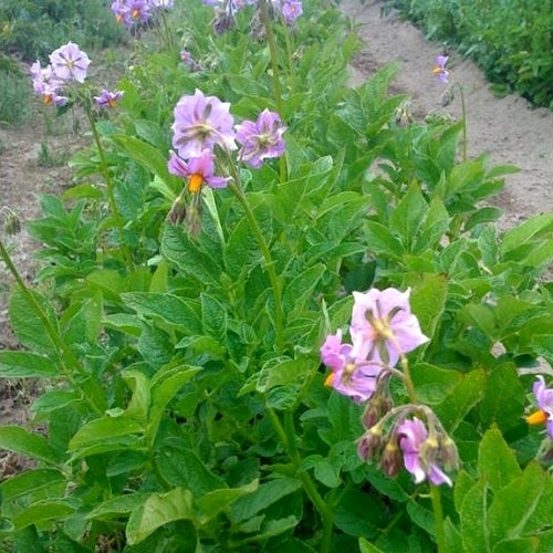Aardappels 'Skagit Valley Gold'