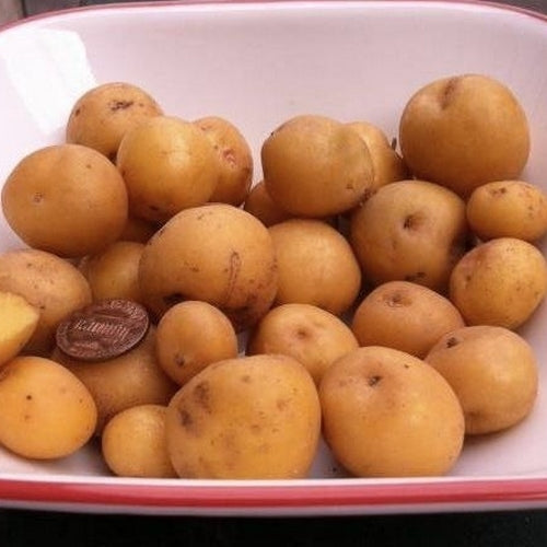 Aardappels 'Skagit Valley Gold'