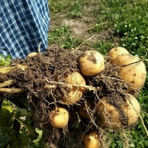 Aardappels 'Skagit Valley Gold'