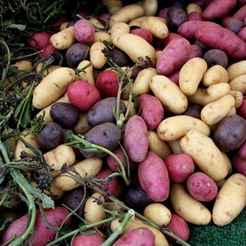 Aardappels Einde Seizoen Pakket