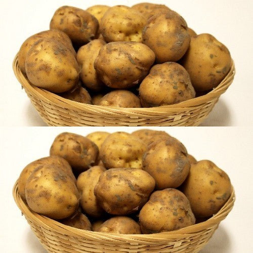 Aardappels 'Opperdoezer Ronde'