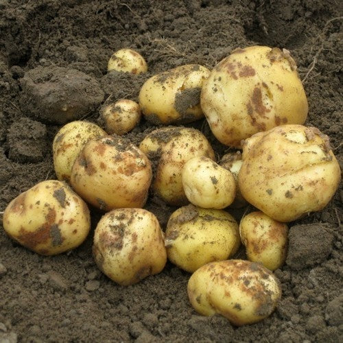 Aardappels 'Opperdoezer Ronde'