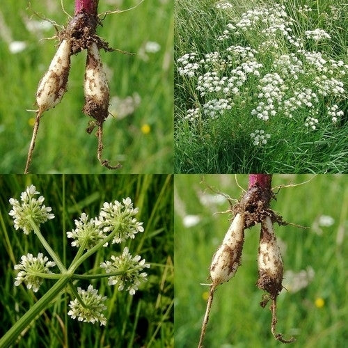 Aardkastanje 'Haarstrang'