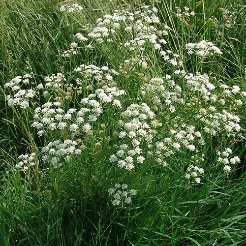 Aardkastanje 'Haarstrang'