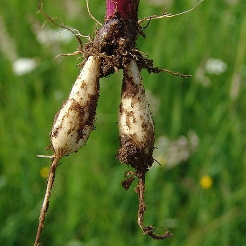 Aardkastanje 'Haarstrang'
