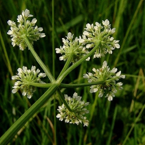 Aardkastanje 'Haarstrang'