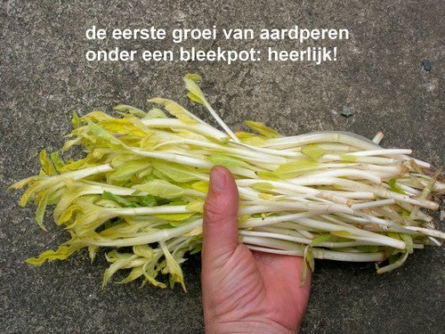 Aardperen 'Witte'
