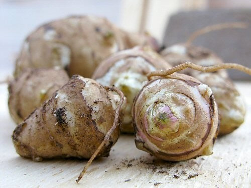 Aardperen 'Topstar'