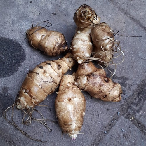 Aardperen 'Grosse Weisse Schweizer'