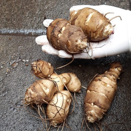 Aardperen 'Grosse Weisse Schweizer'
