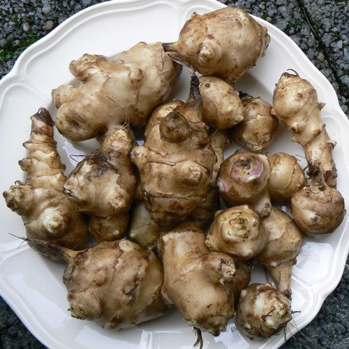 Jerusalem Artichokes 'Buttede Berta'
