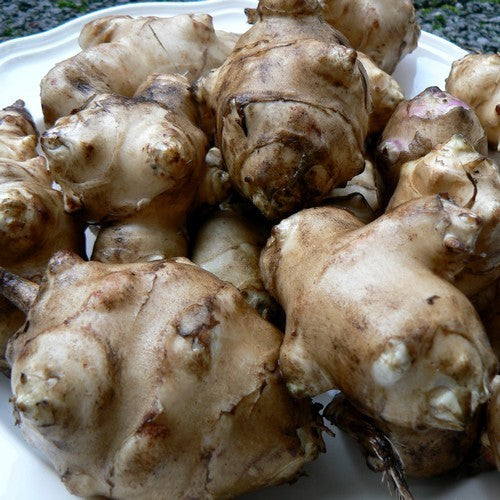 Jerusalem Artichokes 'Buttede Berta'