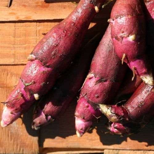 Aardperen 'Gföler Rote'