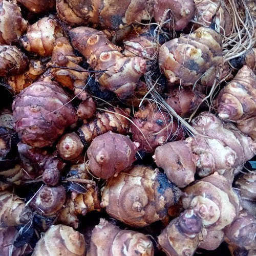 Aardperen 'Gföler Rote'