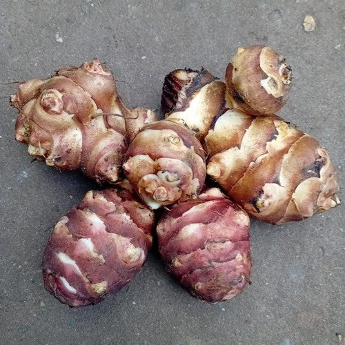 Aardperen 'Gföler Rote'