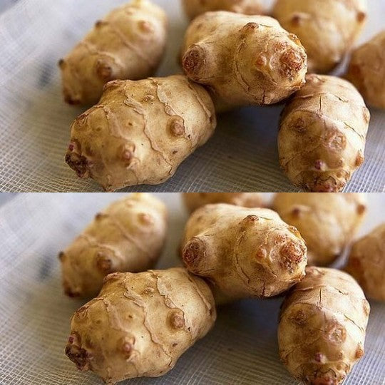 Jerusalem artichokes 'Drago'