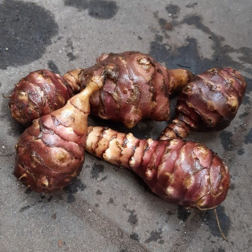 Jerusalem Artichokes 'Patate'