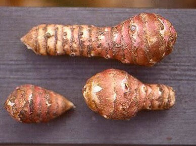 Jerusalem Artichokes 'Fleuron d'Anjou' / 'Härlighet Ruurd''