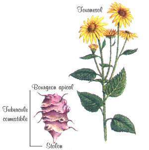 Jerusalem Artichokes 'Fleuron d'Anjou' / 'Härlighet Ruurd''