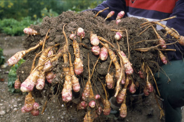 Jerusalem Artichokes 'Fleuron d'Anjou' / 'Härlighet Ruurd''