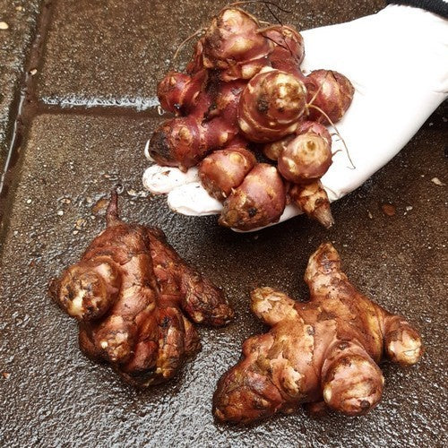 Aardperen 'Rote Keule'