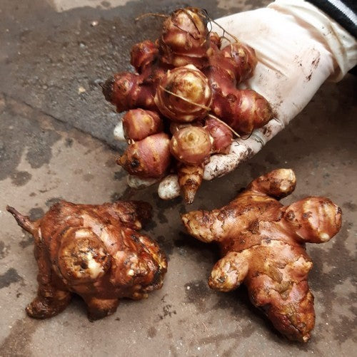 Aardperen 'Rote Keule'