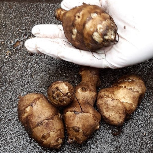 Jerusalem Artichokes 'White Truffle'