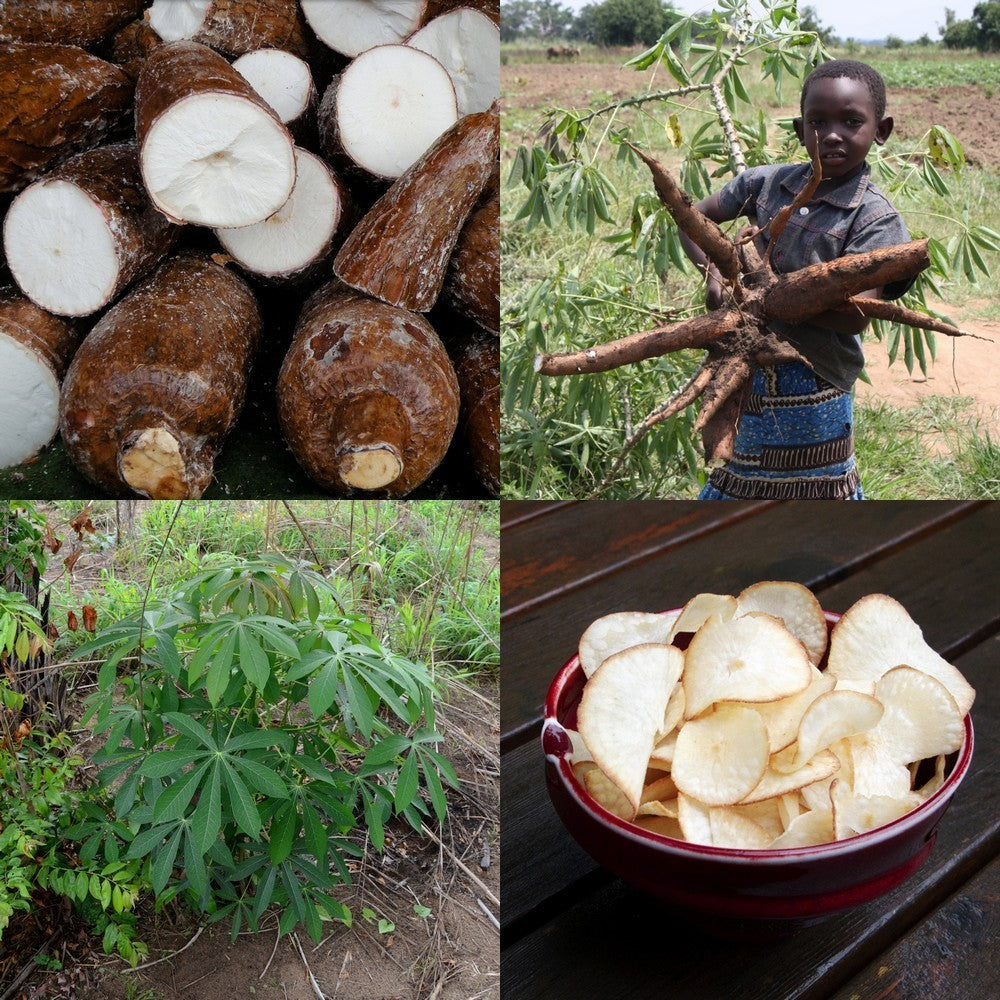 Cassava