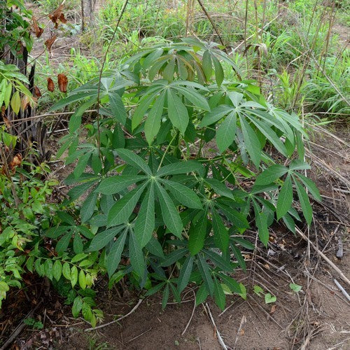 Cassava