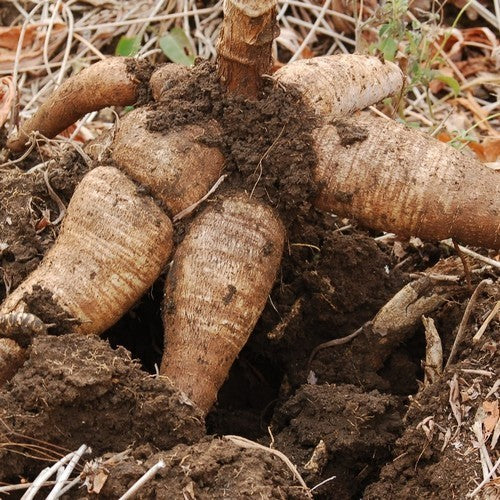 Cassava
