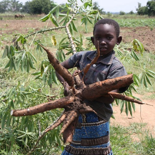 Cassava
