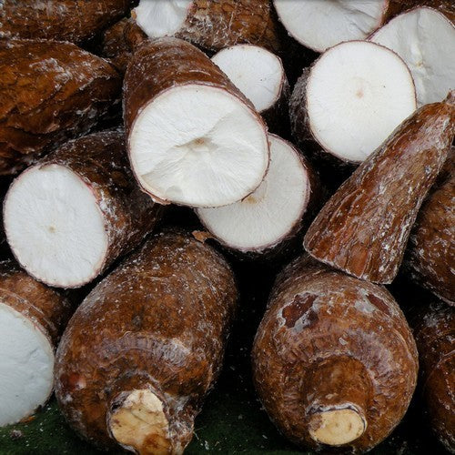 Cassava