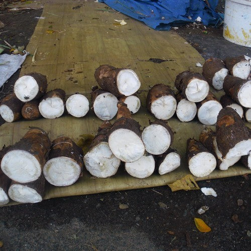 Cassava