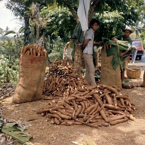 Cassava